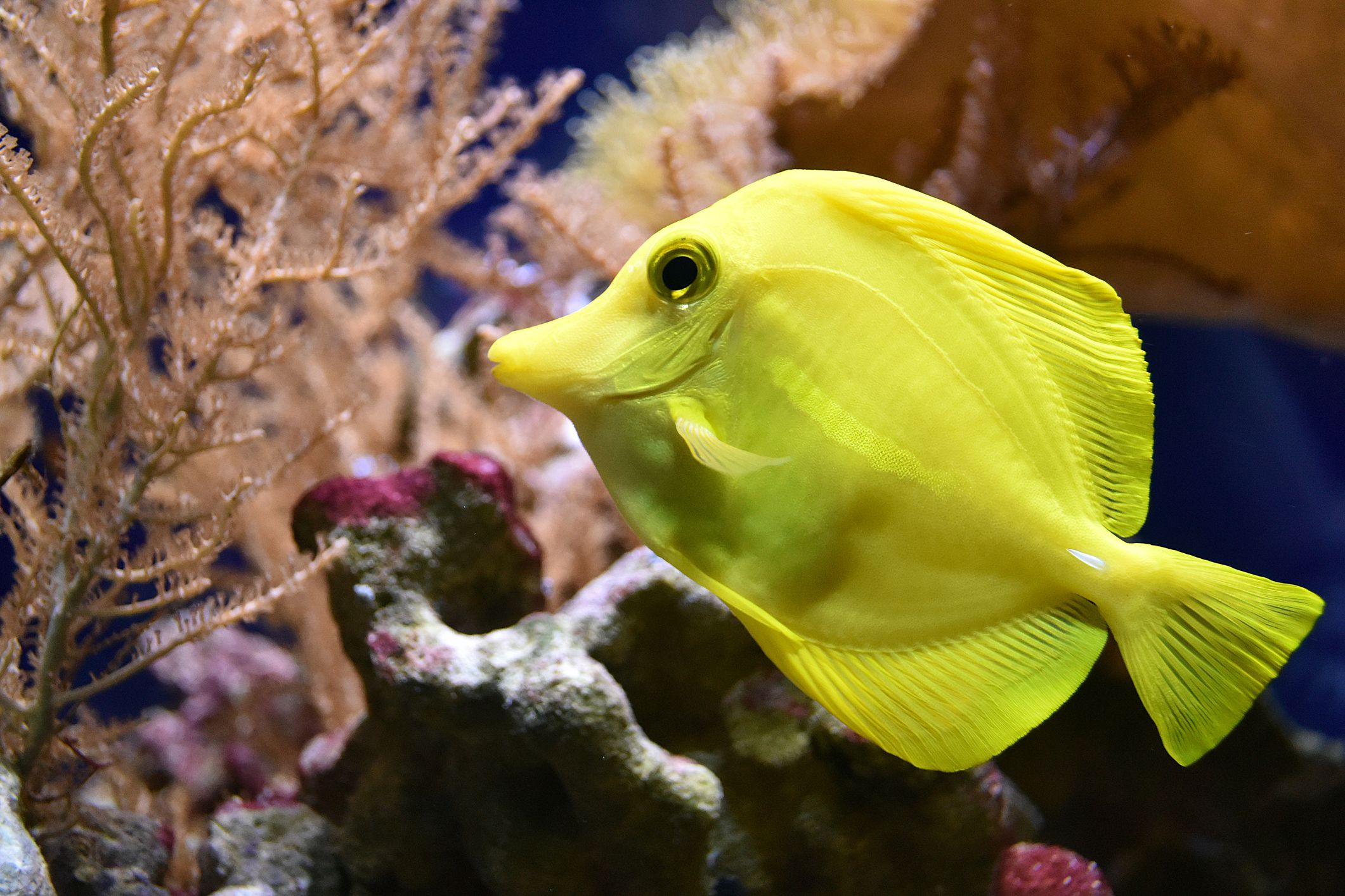 Tang jaune dans un récif