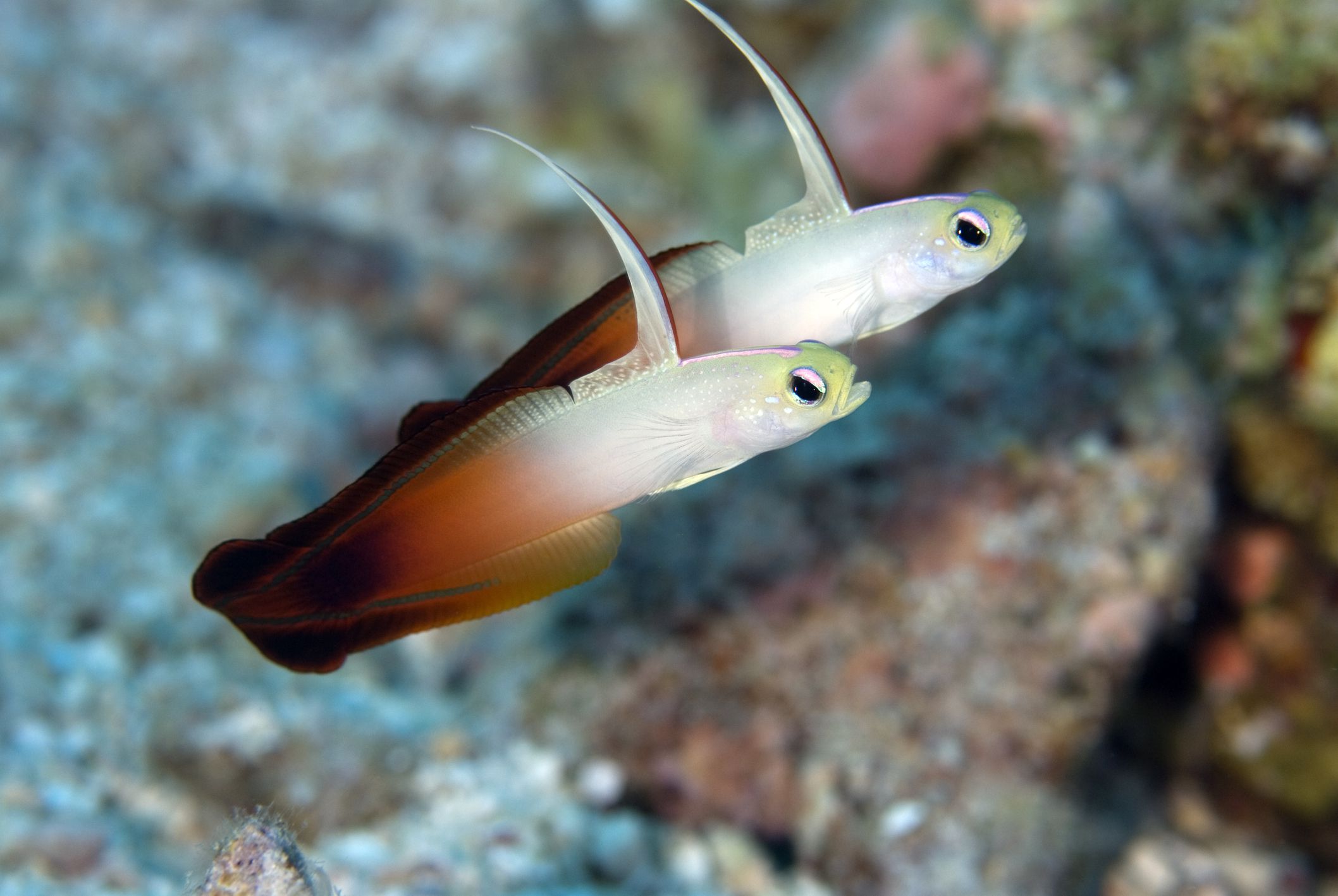 Deux gobies firefish