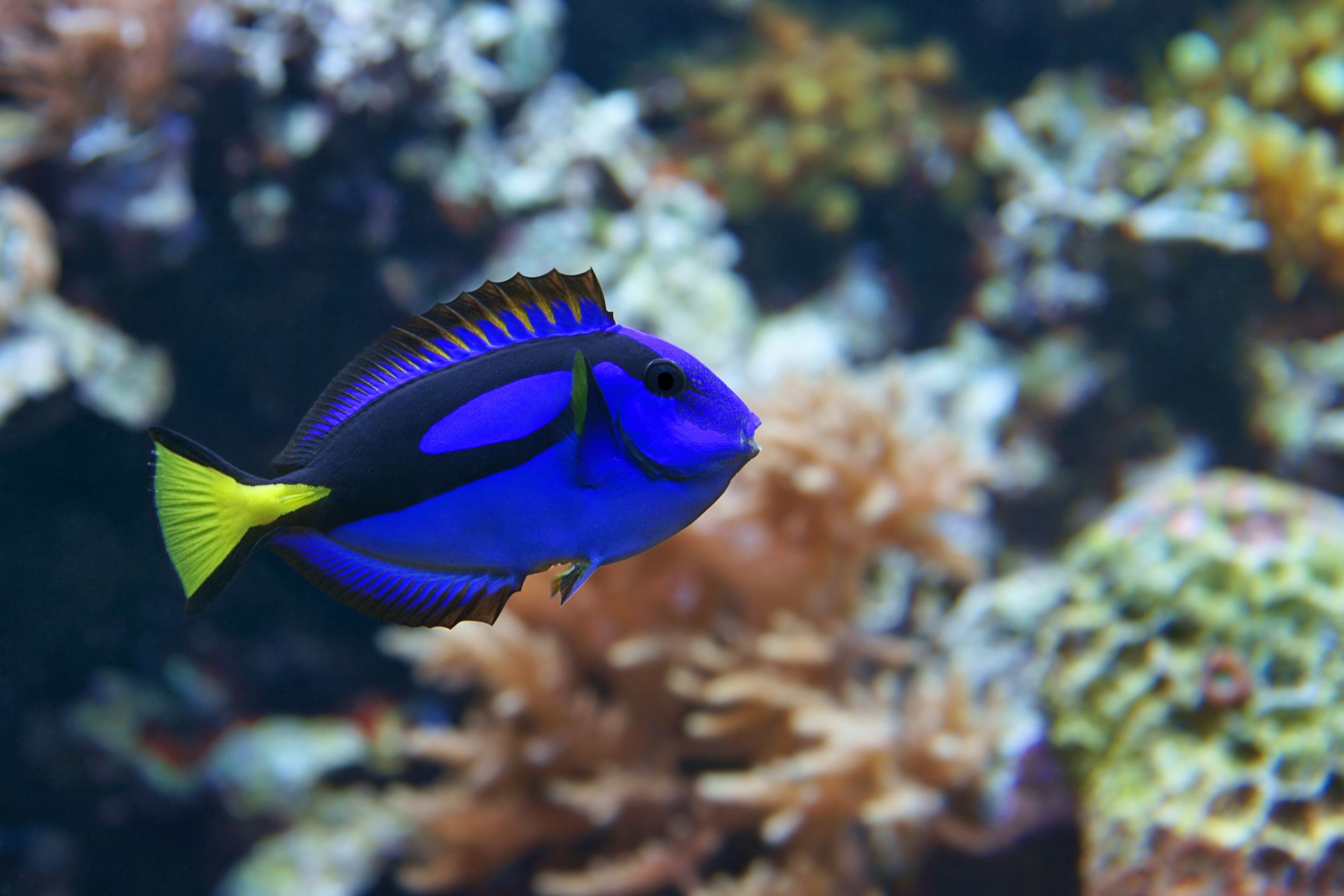 Tang bleu avec nageoire dorsale levée dans le récif