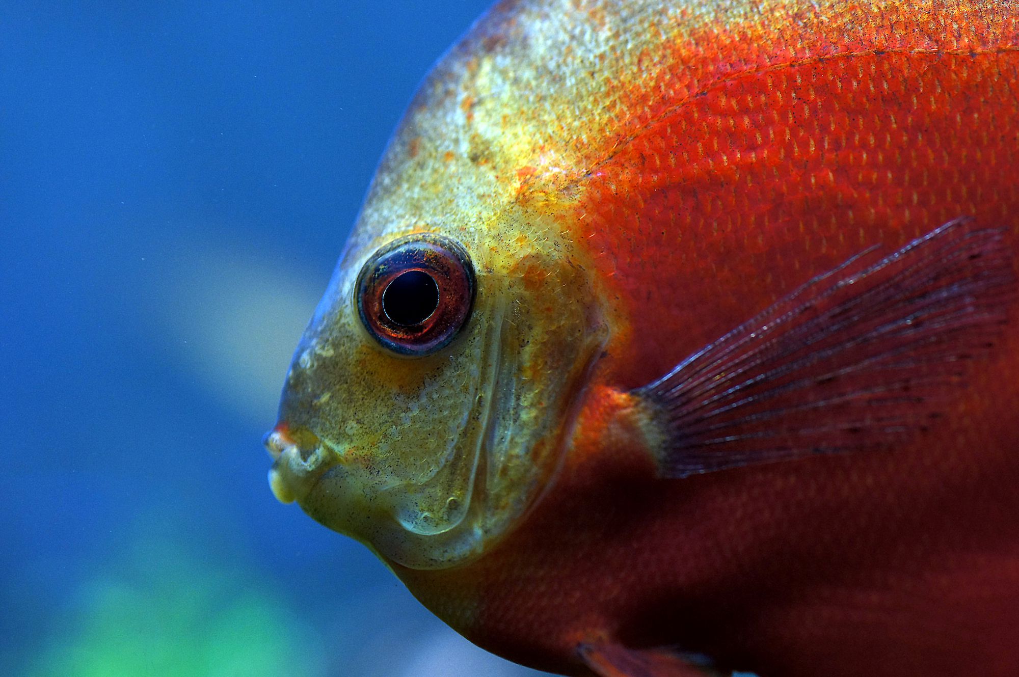 Poisson discus