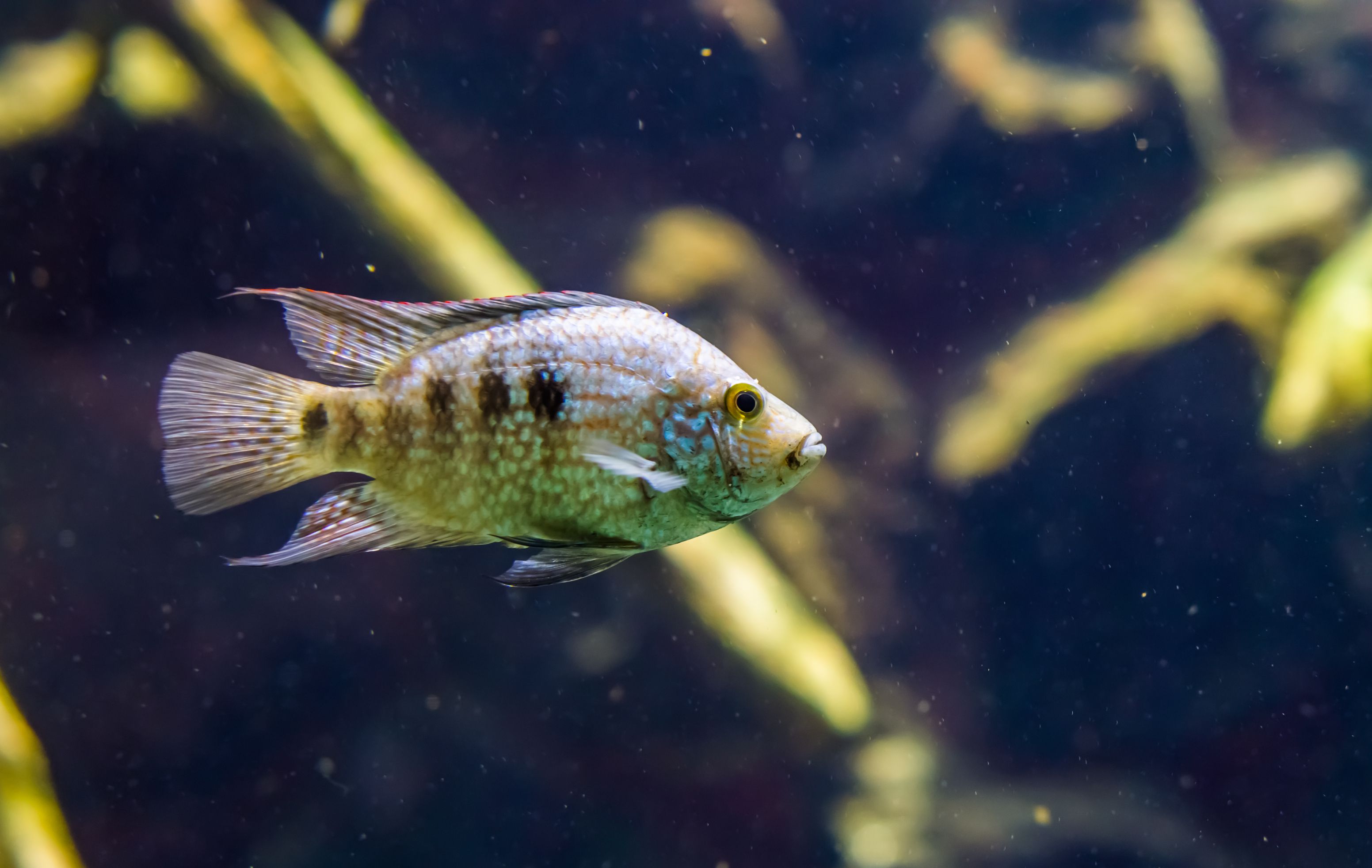 Cichlid du Texas (Herichthys cyanoguttatus)