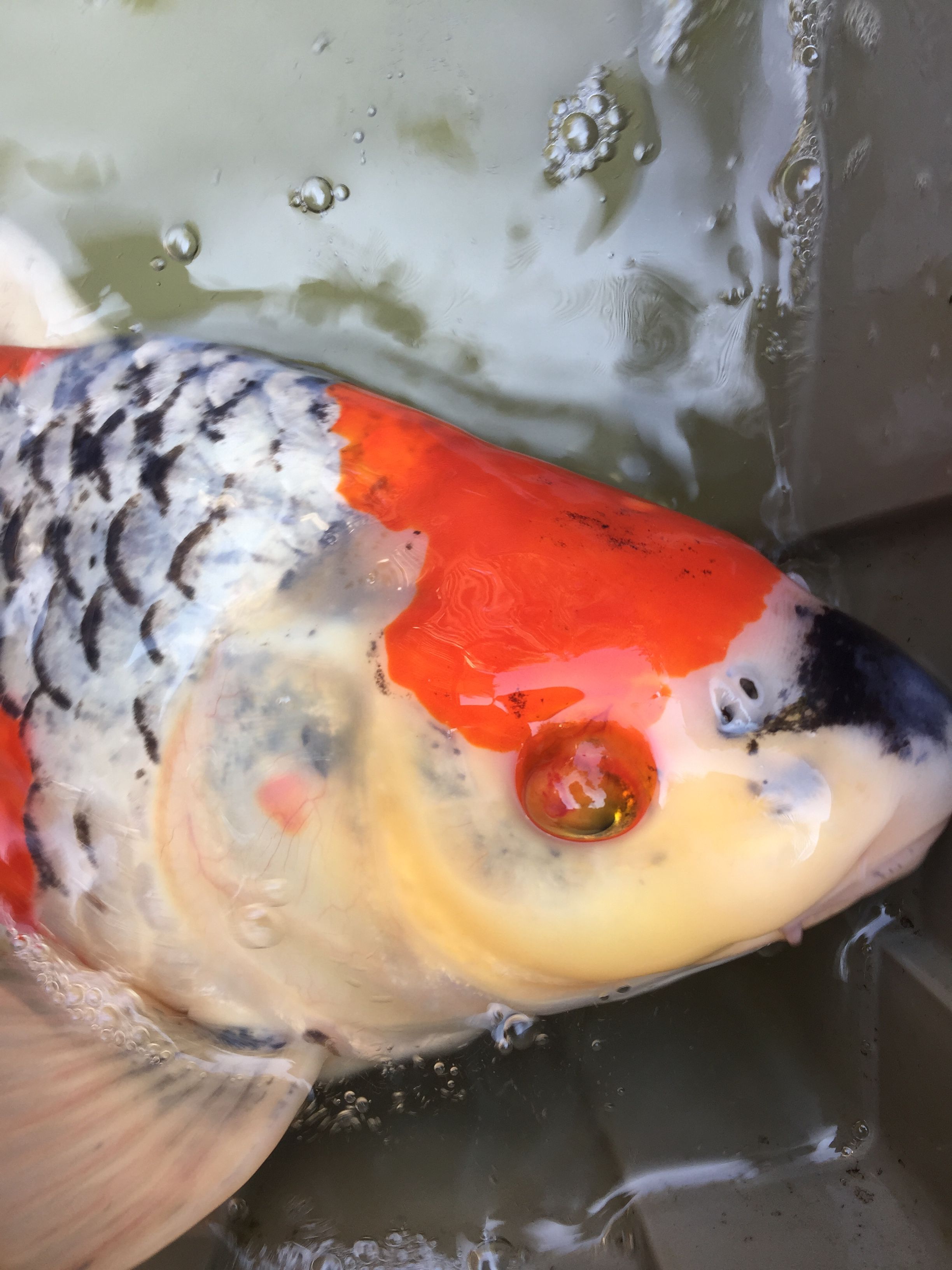 Koi avec chromatophorome