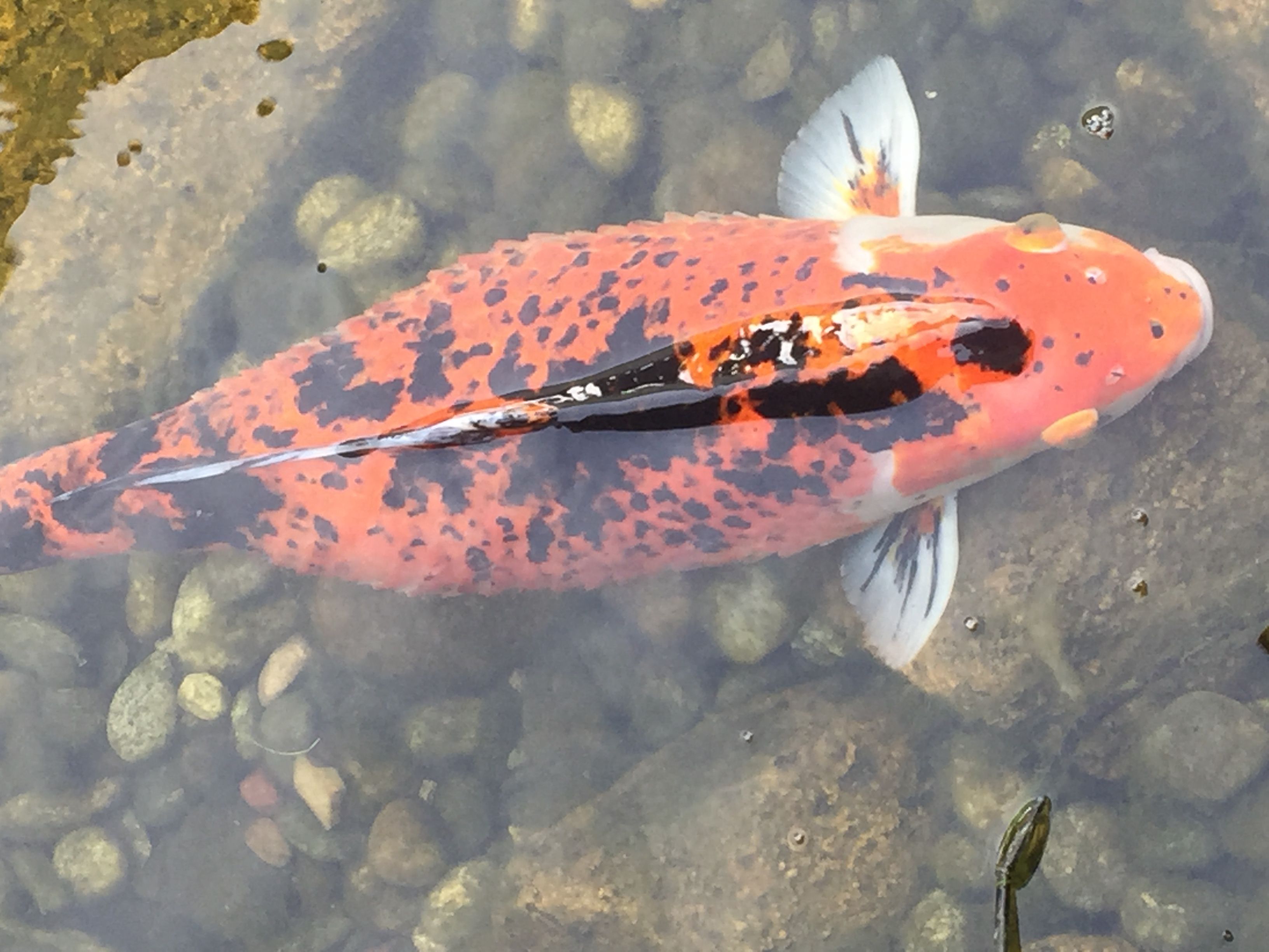 Koi avec 