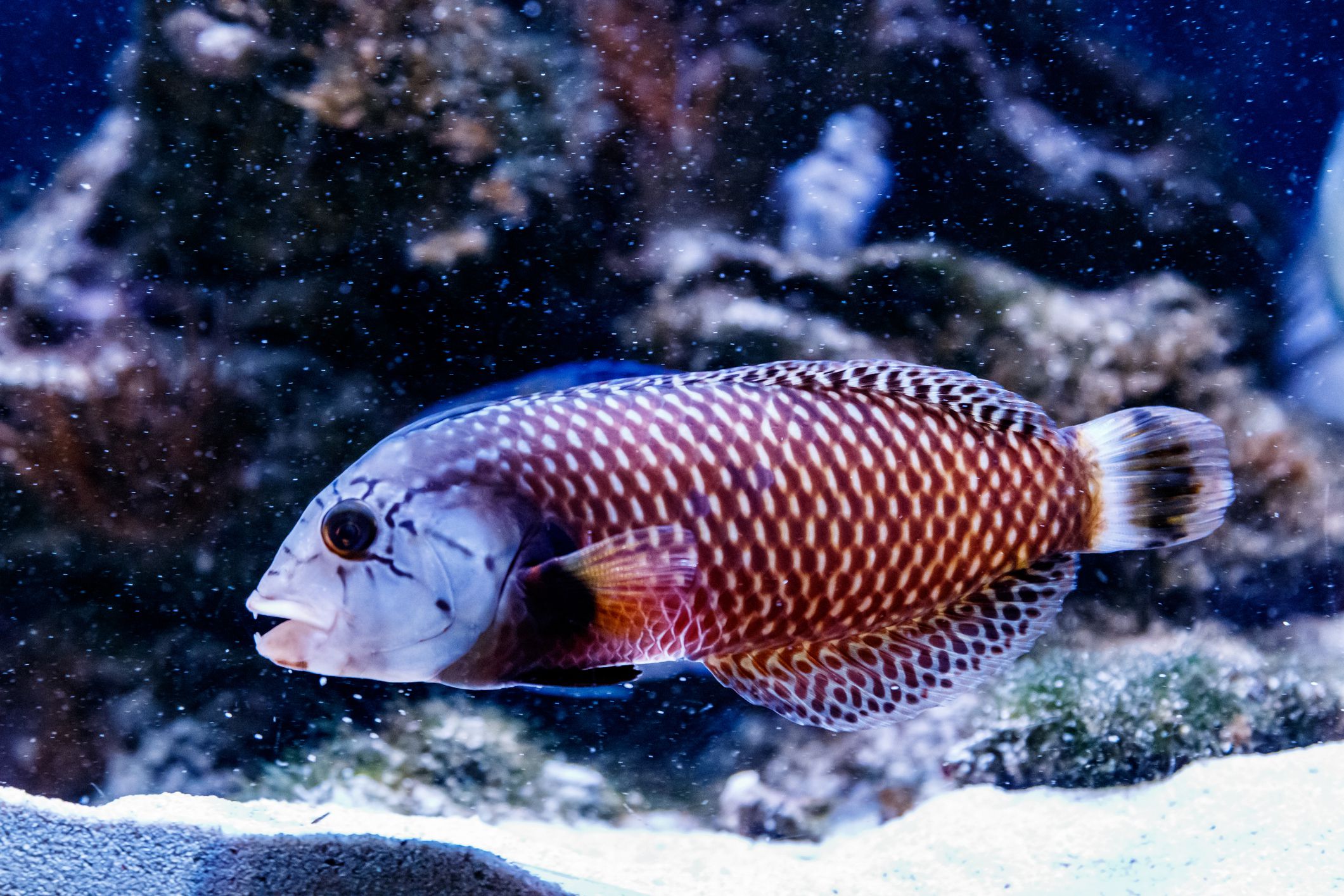 Wrasse dragon devant un corail