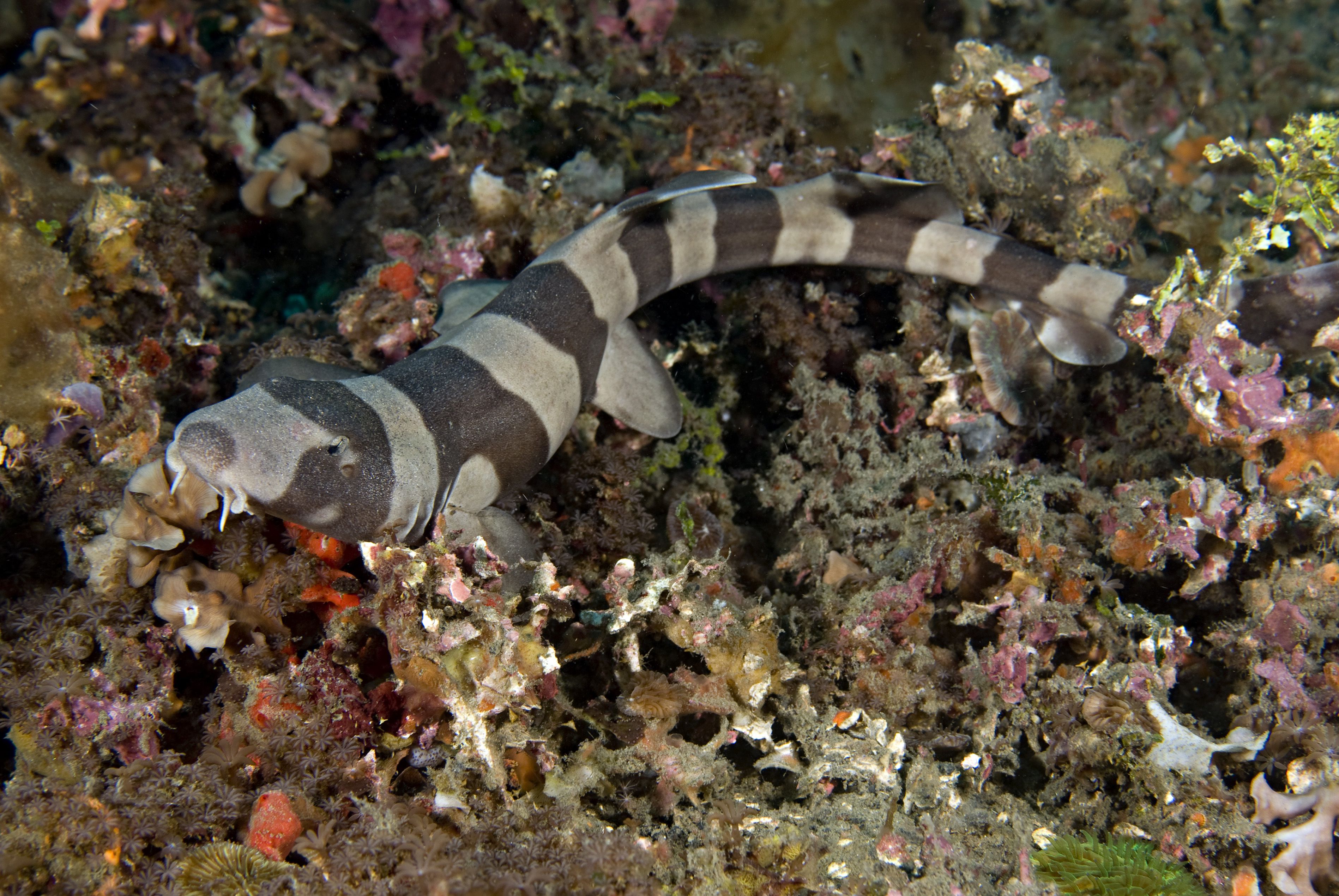 Requin Chat sur un récif