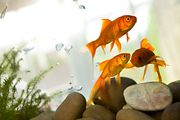 Trois poissons rouges dans un aquarium avec des plantes et des rochers