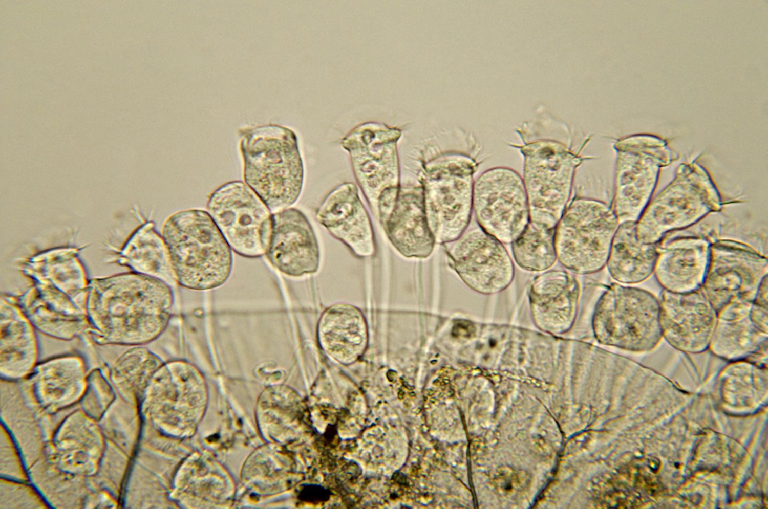 Une micrographie de l'espèce vorticella