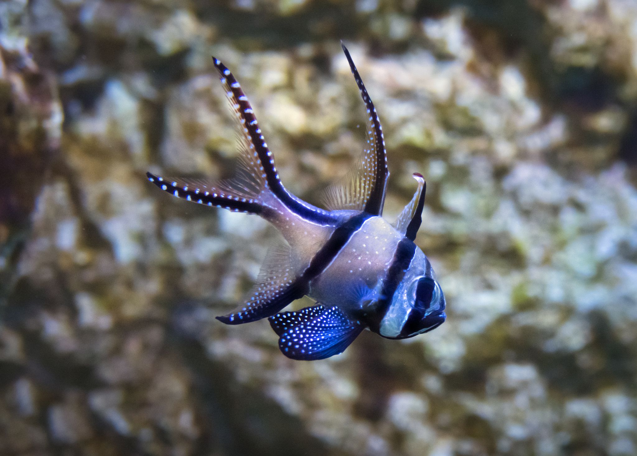 Poisson Cardinal de Banggai