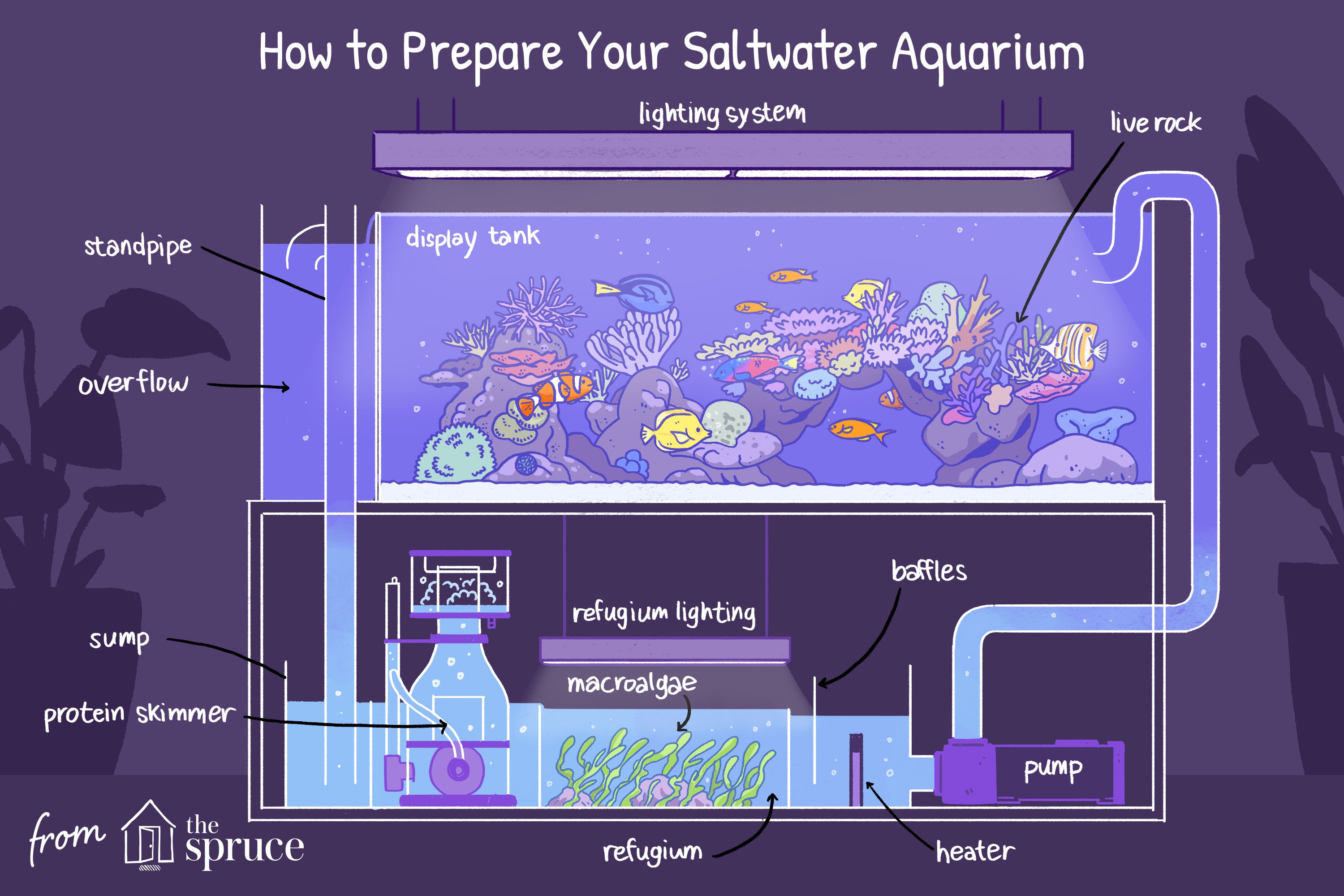 Comment préparer votre aquarium marin