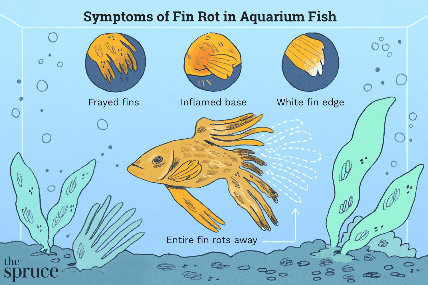 Symptômes de la pourriture des nageoires chez les poissons d'aquarium