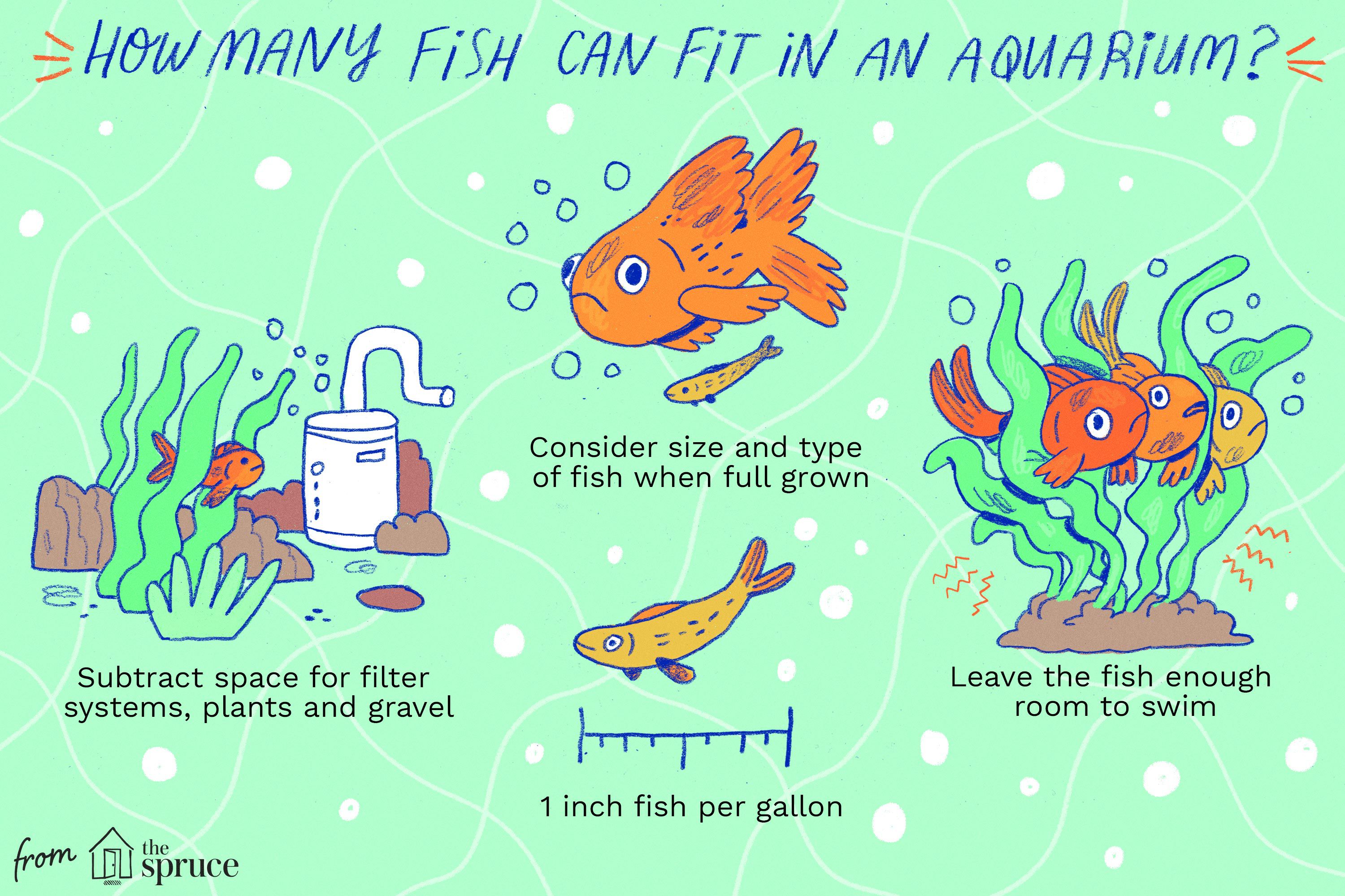 illustration de combien de poissons peuvent tenir dans un aquarium?