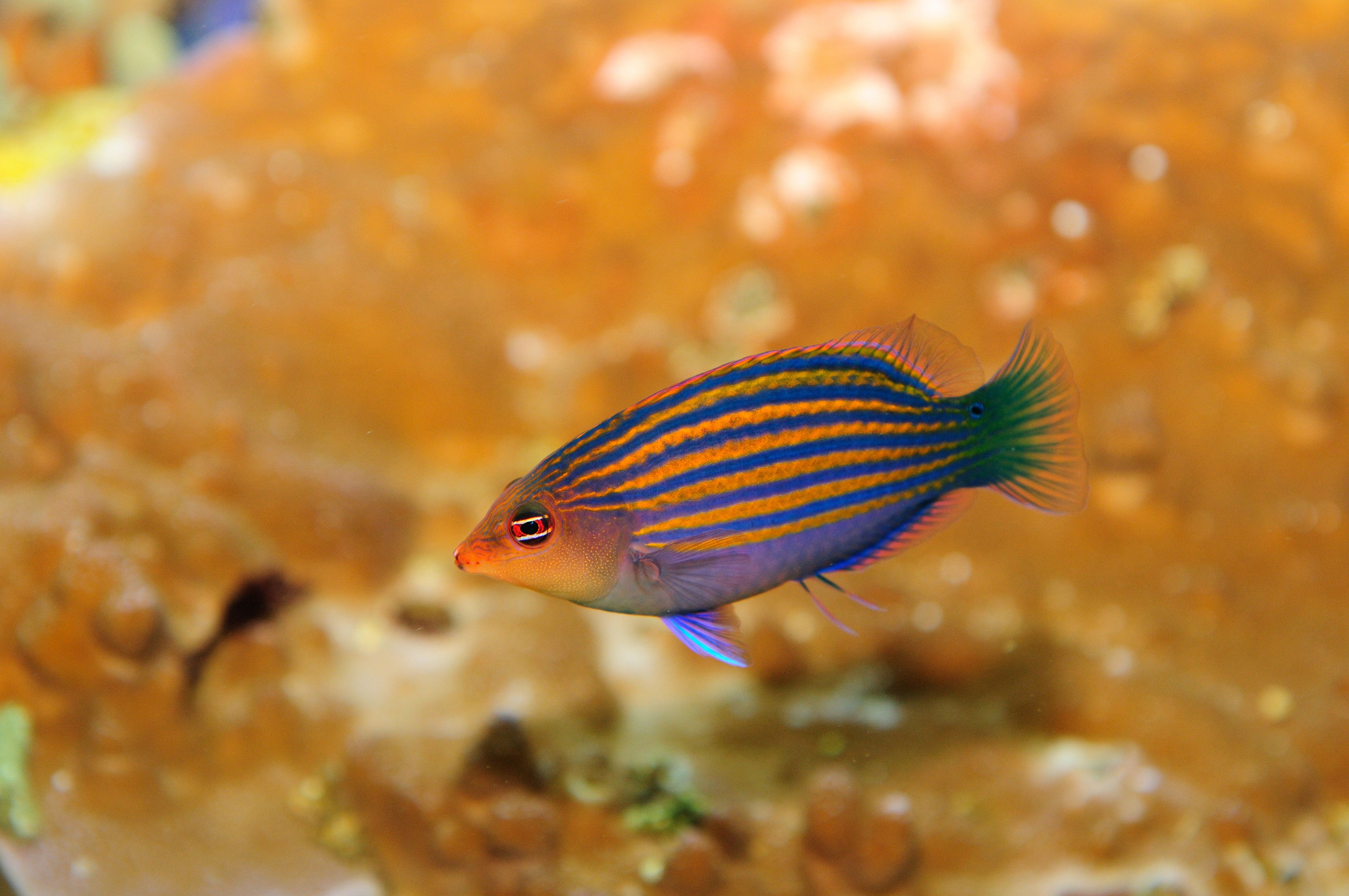 Six Line Wrasse (Pseudocheilinus hexataenia)