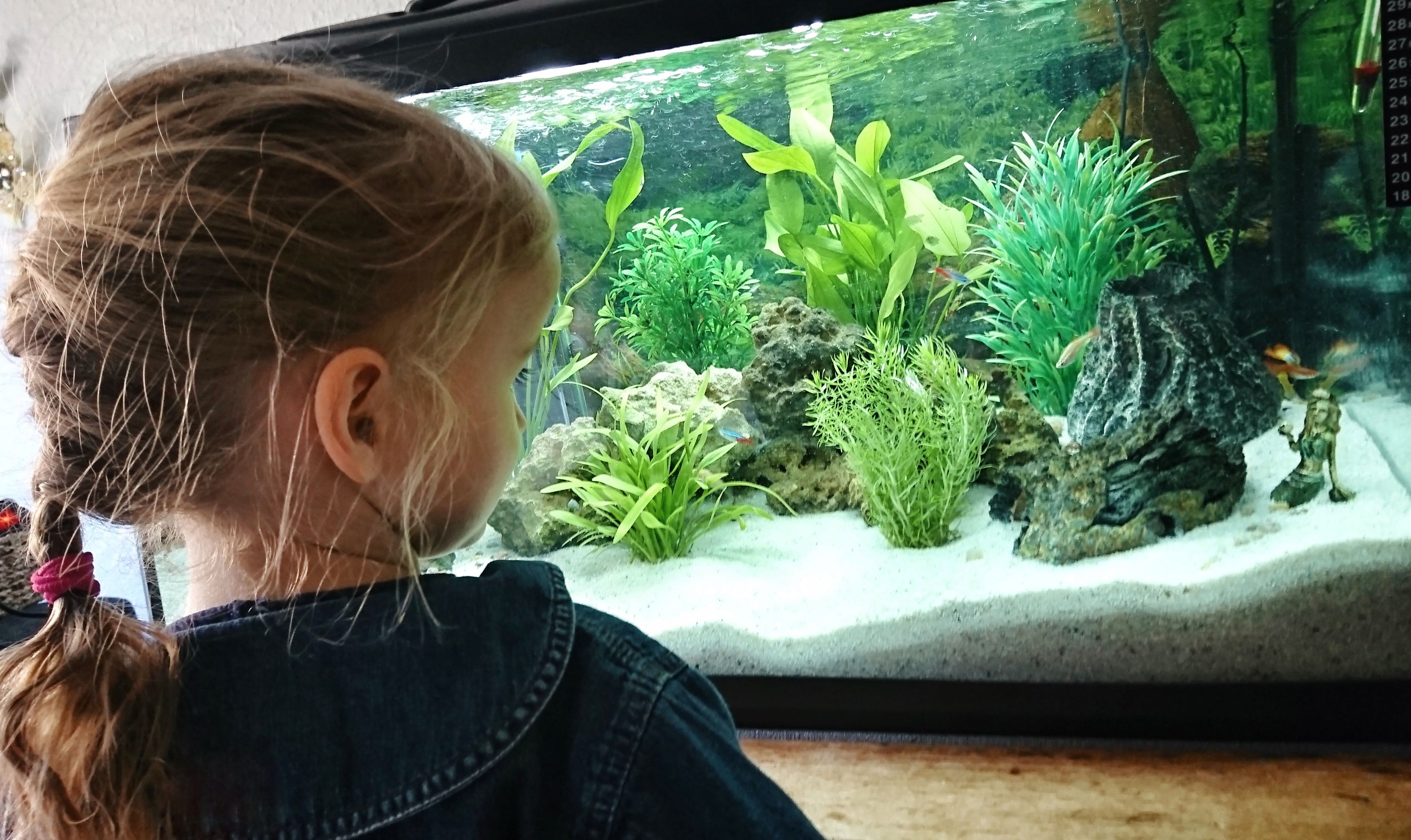 Un enfant regardant les poissons dans un aquarium domestique