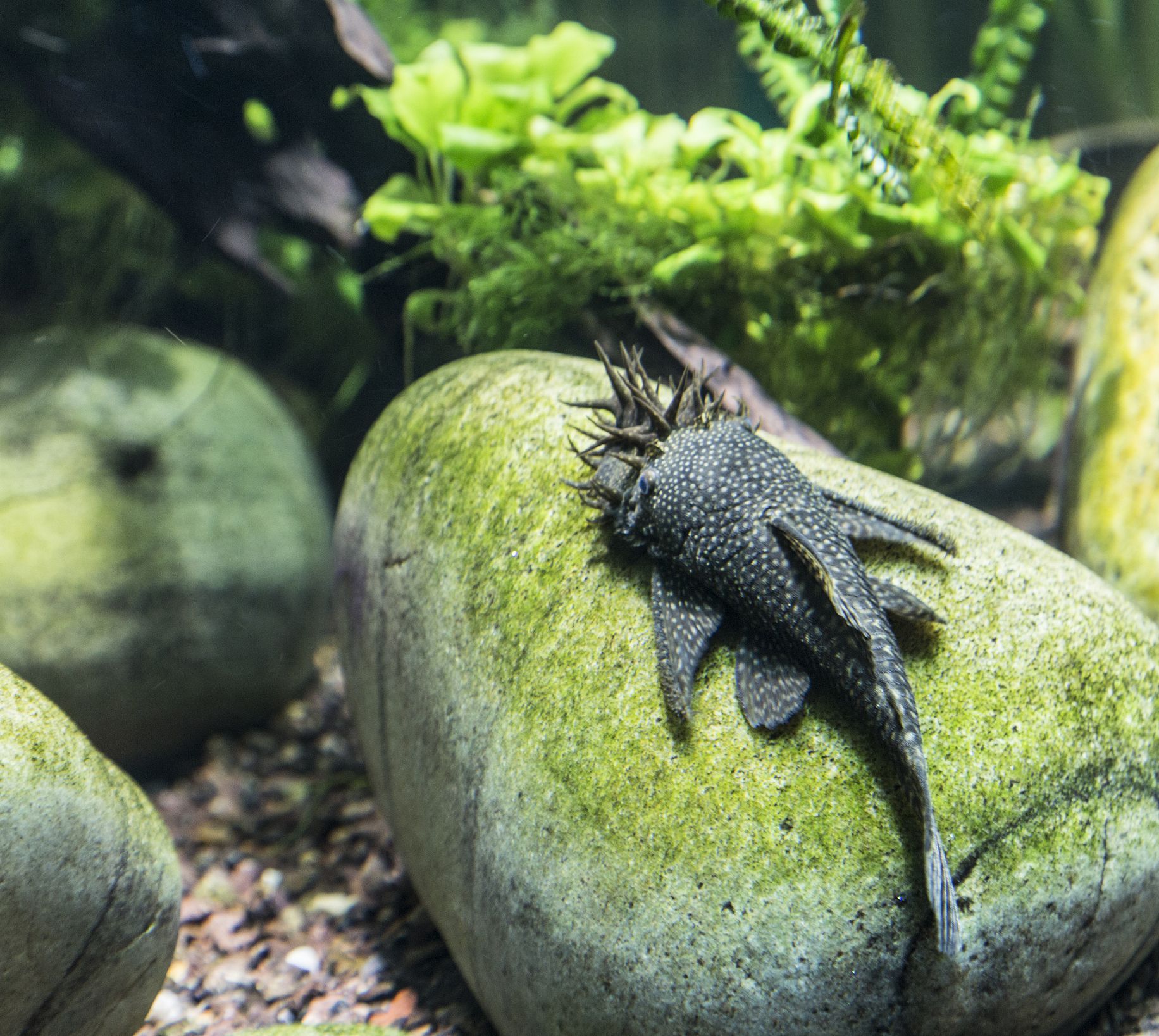 Bristlenose Pleco sur une pierre