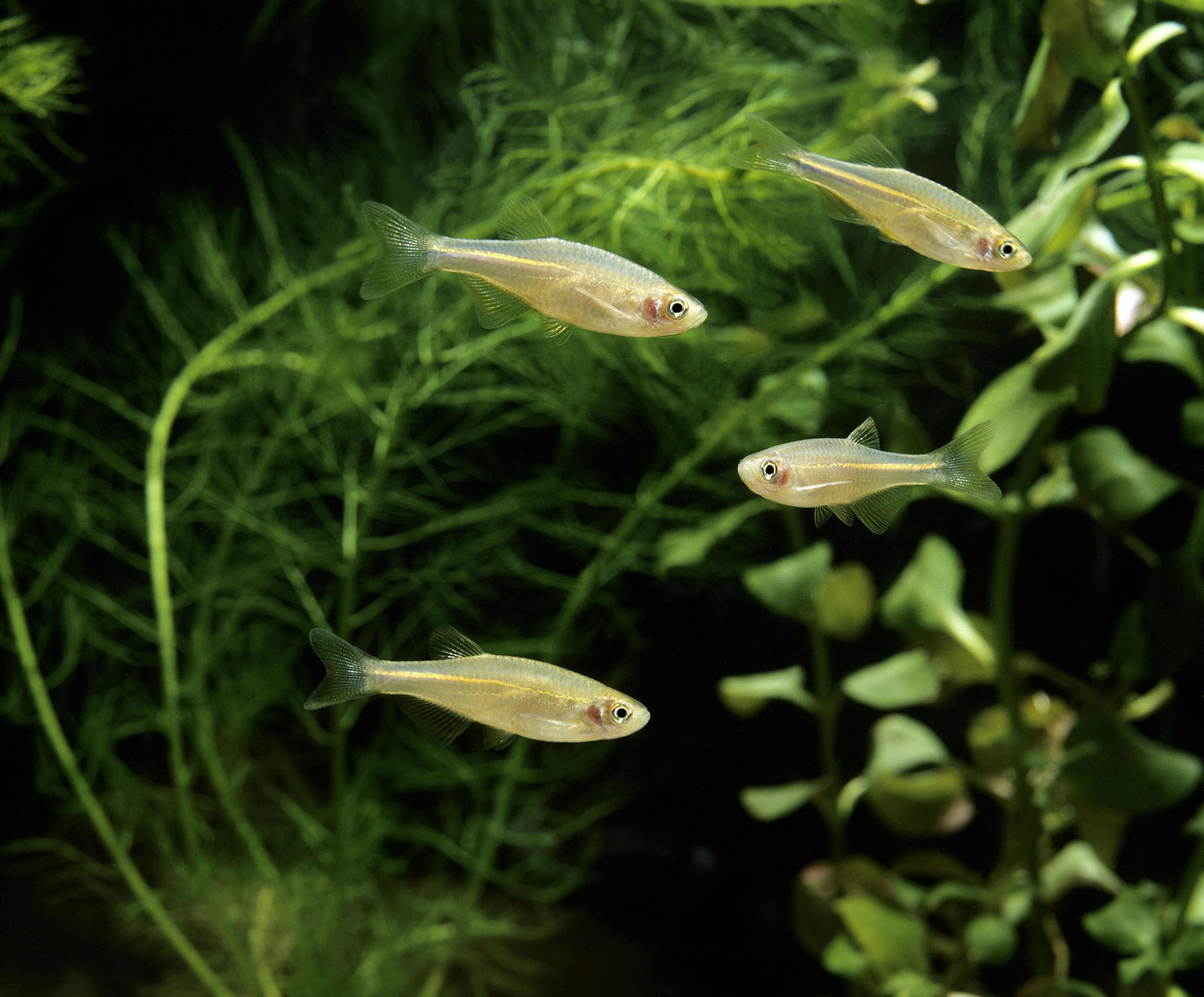 Danio perle, Danio albolineatus