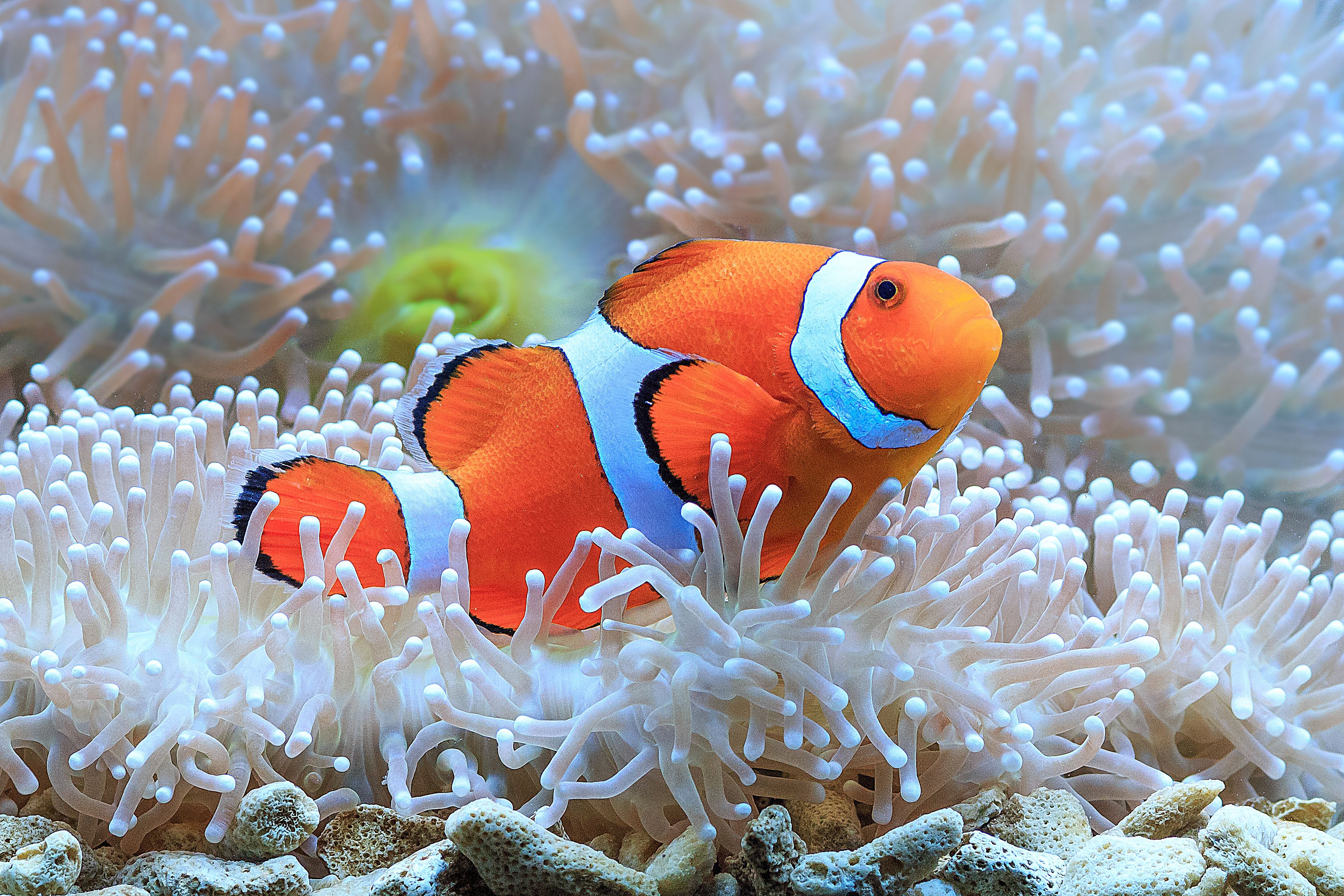 Poisson clown se reposant dans une anémone