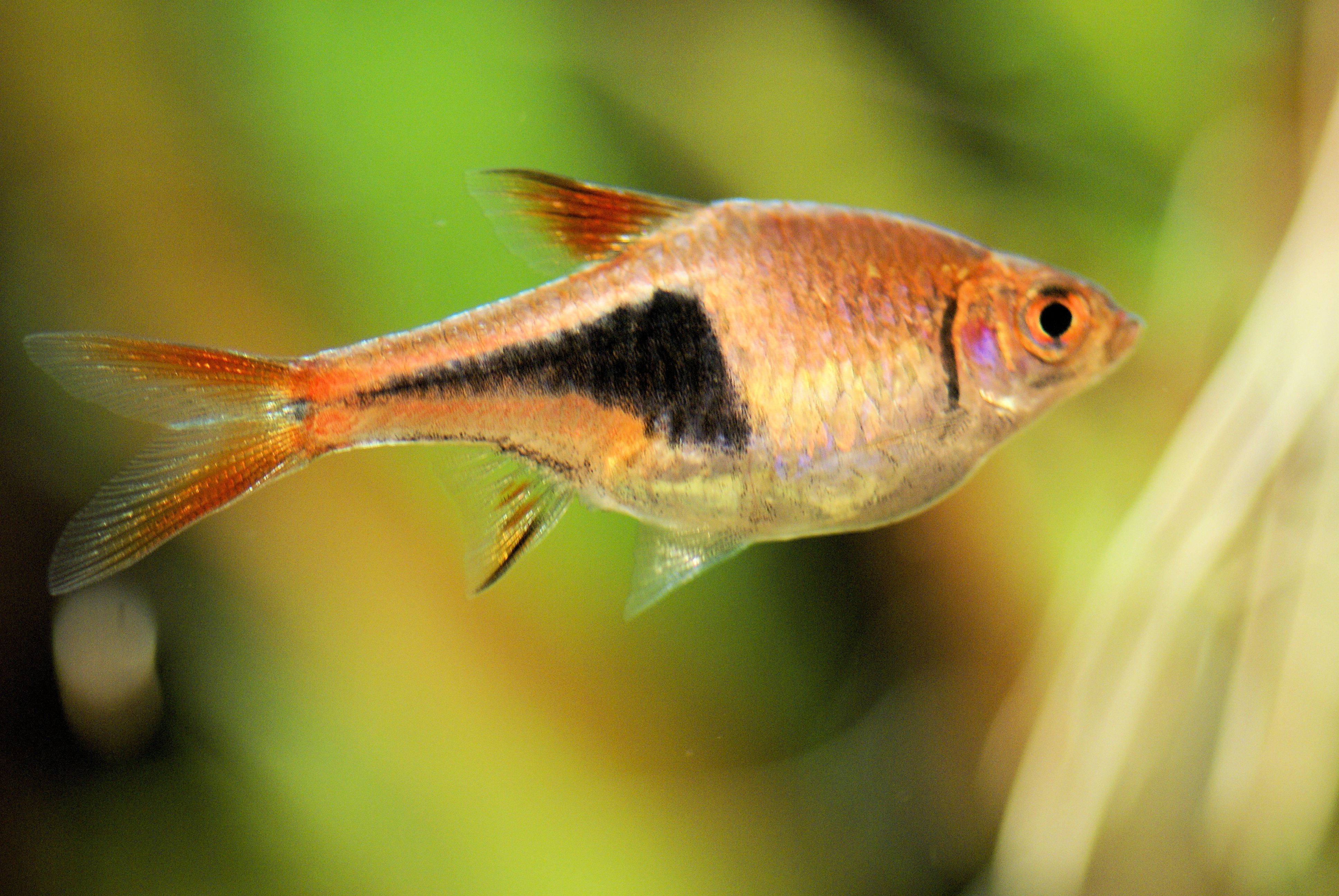 Poisson rasbora clown avec des écailles orange et noires en train de nager