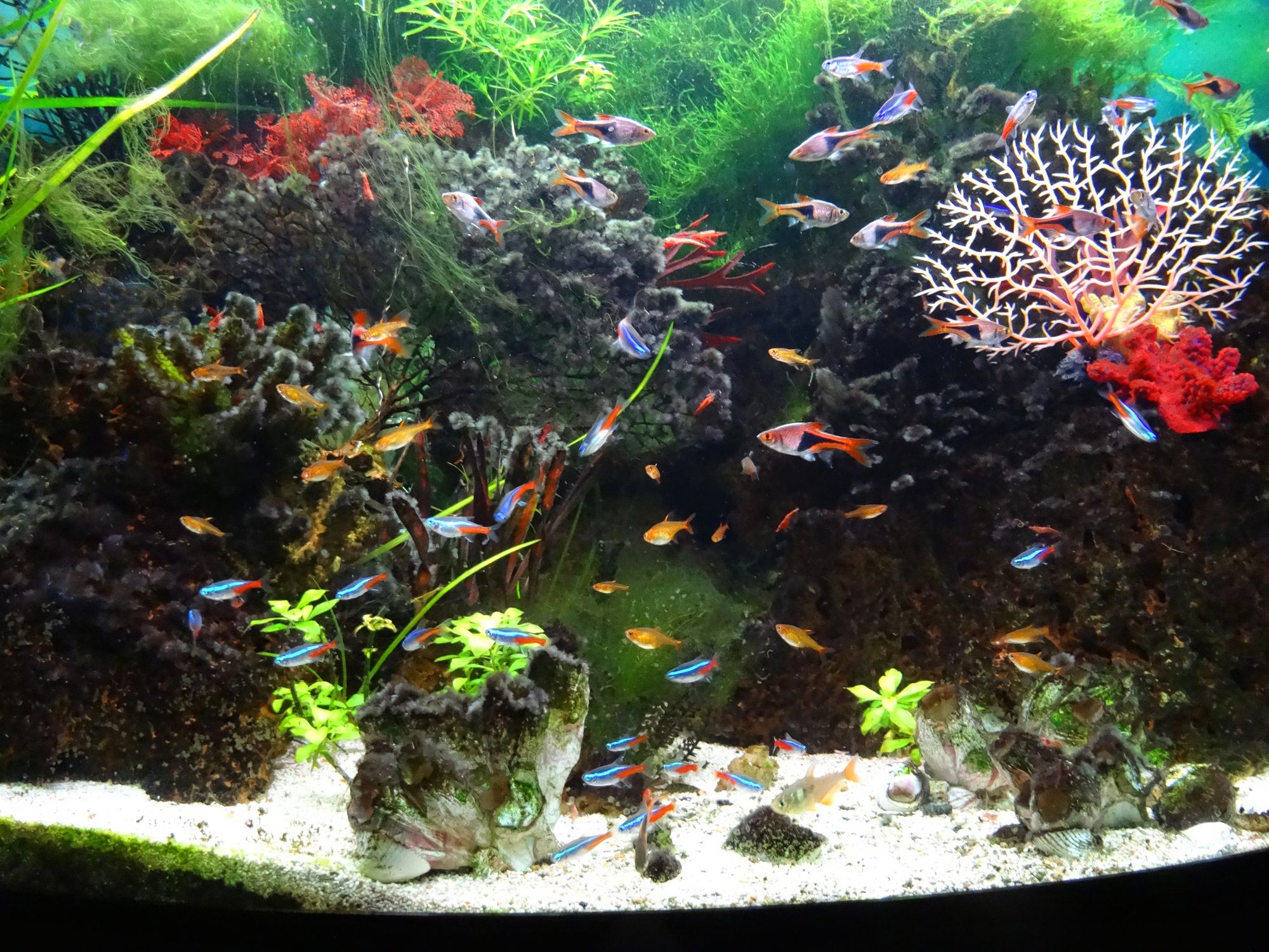 Rasboras clown, tetras néons, guppys dans un aquarium