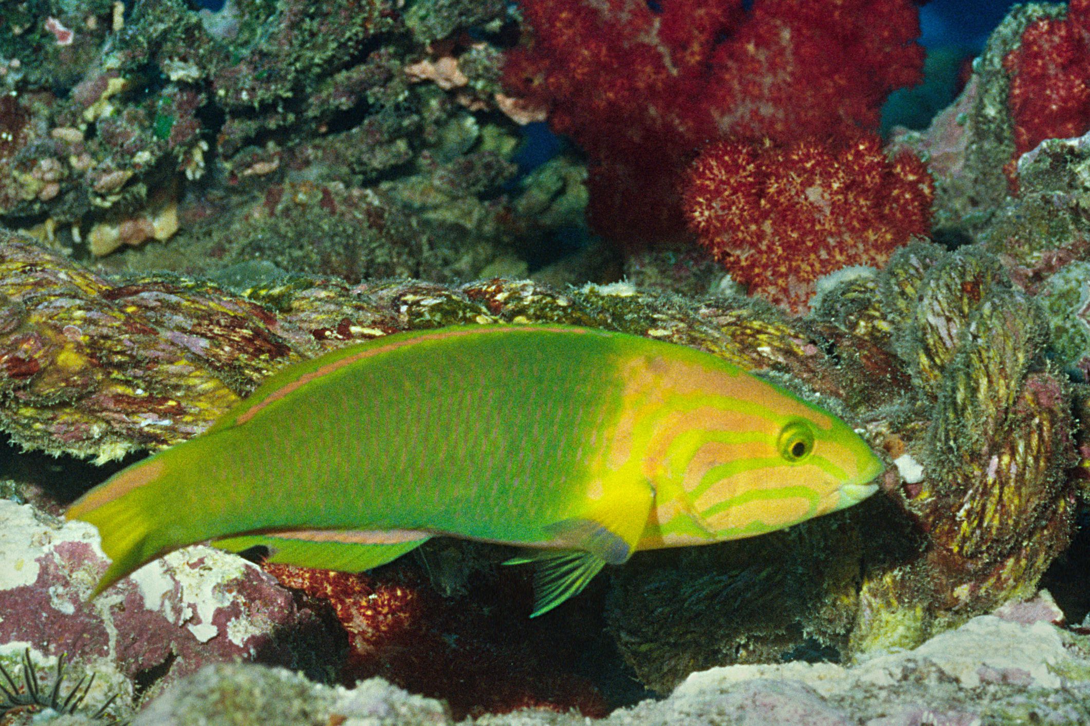 Wrasse banane sur un récif