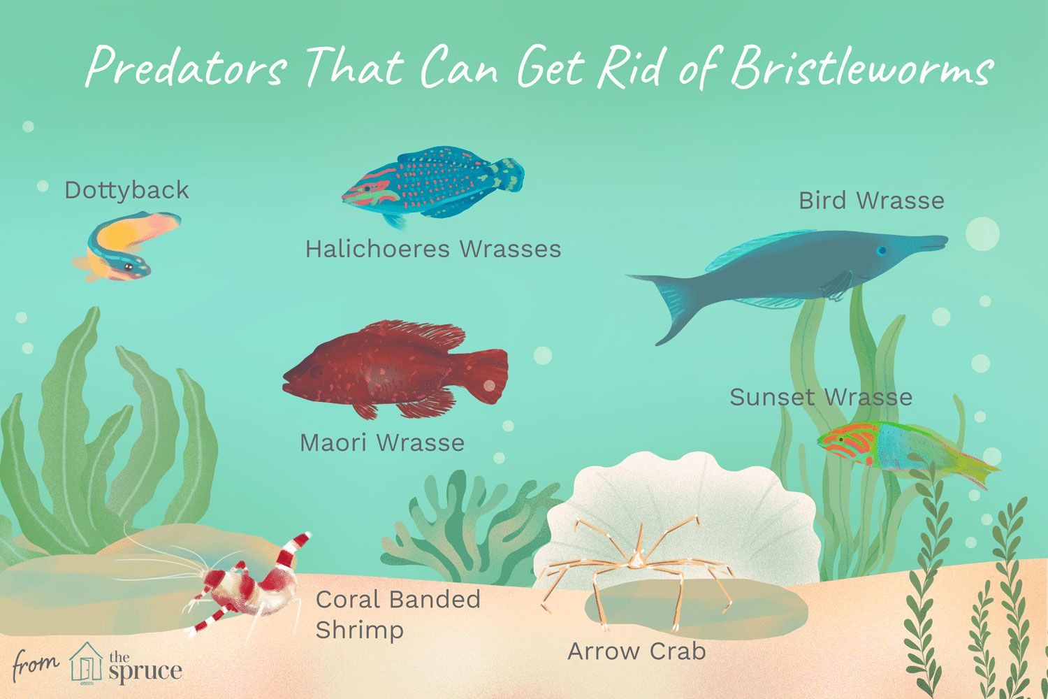 illustration of predators that feed on bristleworms