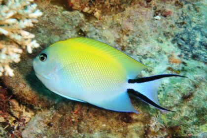 10 Meilleures Poissons-anges Sûrs Pour Les Aquariums Récifaux