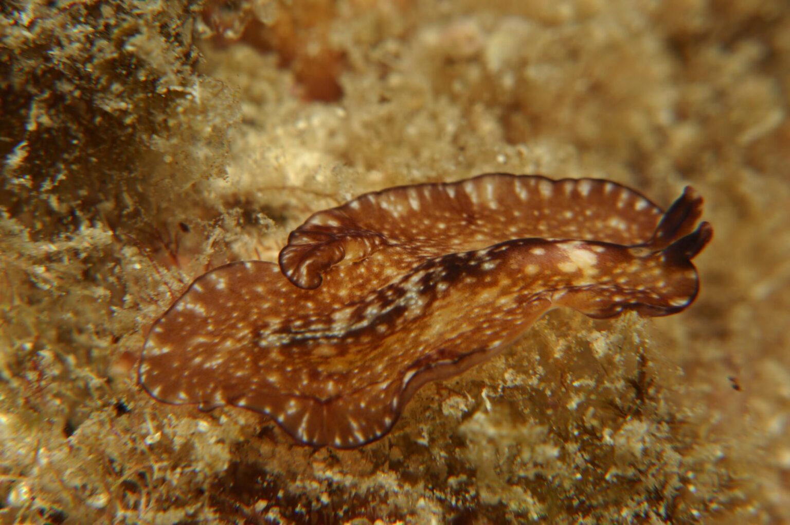 Ver des coraux dans les aquariums récifaux