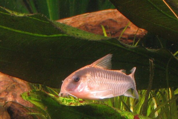 Corydoras Nain: Profil de l’espèce de poisson