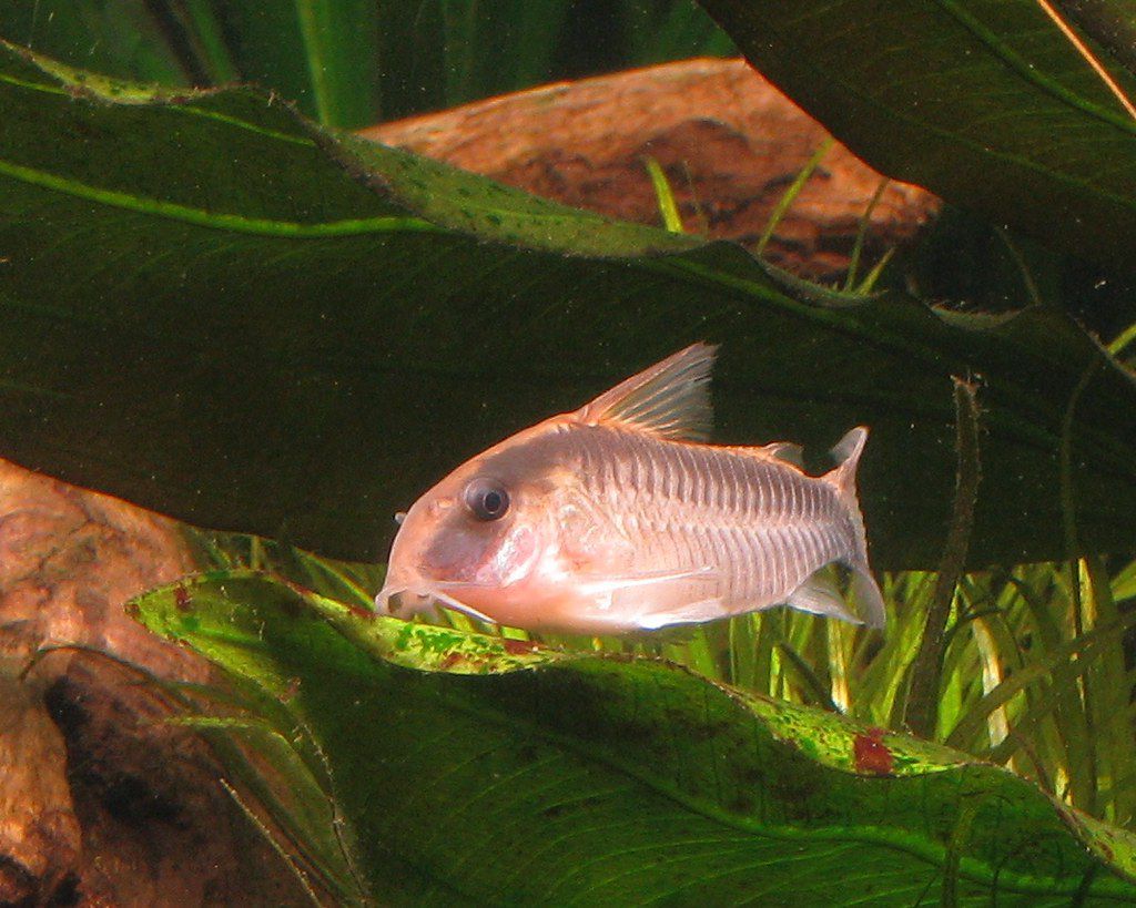 Corydoras Nain: Profil de l’espèce de poisson