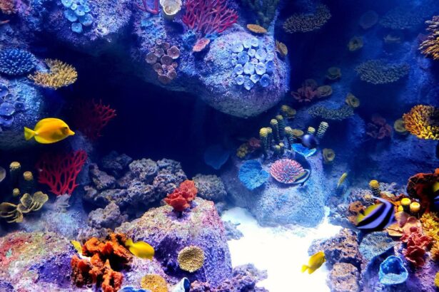 Ce que vous devez savoir sur l’éclairage des aquariums