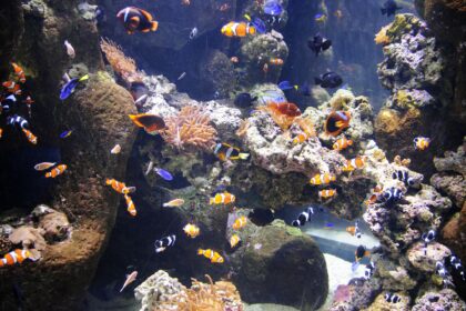 Résoudre les problèmes d’aquarium en verre qui fuient