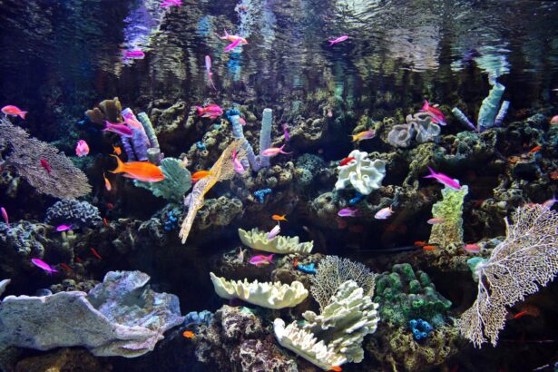 Températures des aquariums récifaux : Quelle est la limite à ne pas dépasser ?