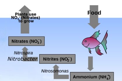 Quel est le processus de cycle de l’azote dans un aquarium marin ?