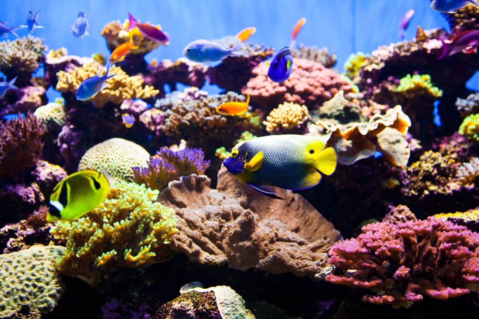 Qu’est-ce qu’un aquarium récifal ?