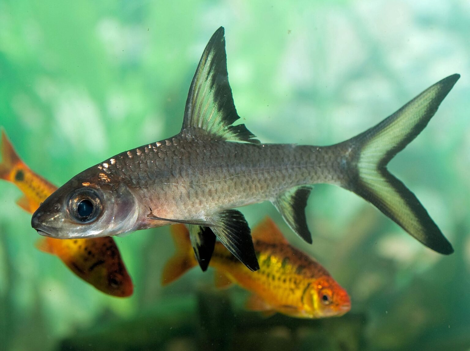 Profil de l’espèce de poisson Bala Shark