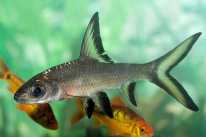 Profil de l’espèce de poisson Bala Shark