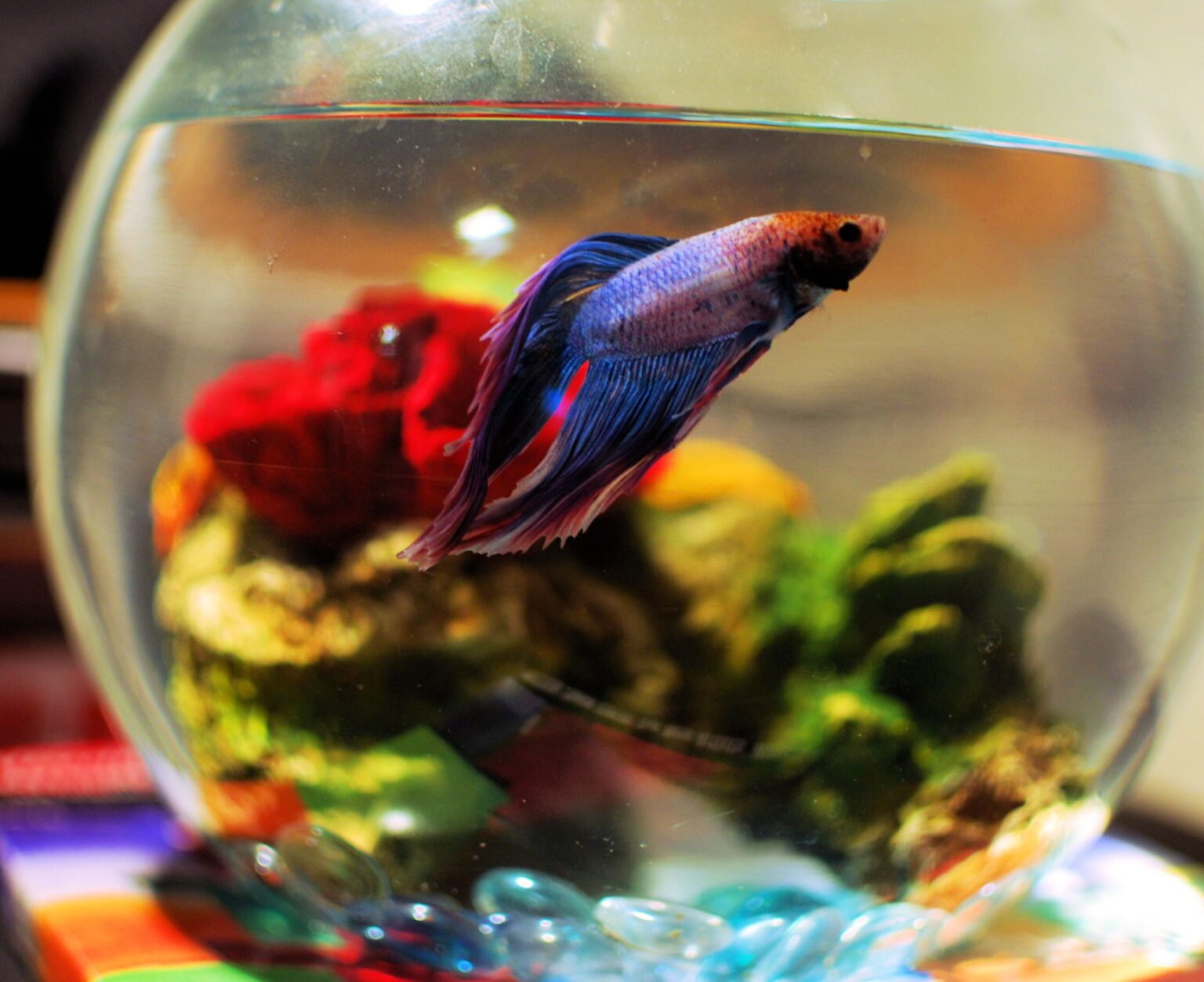 Combien de poissons Betta peuvent cohabiter dans le même aquarium ?