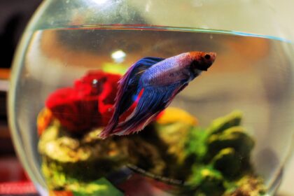 Combien de poissons Betta peuvent cohabiter dans le même aquarium ?