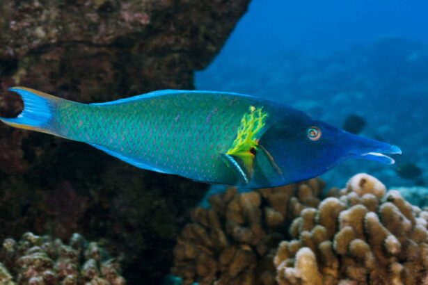 Profils des espèces de poissons : le labre à bec (poisson oiseau)