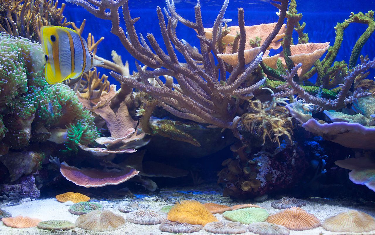 Comment construire votre propre réfrigérateur pour aquarium