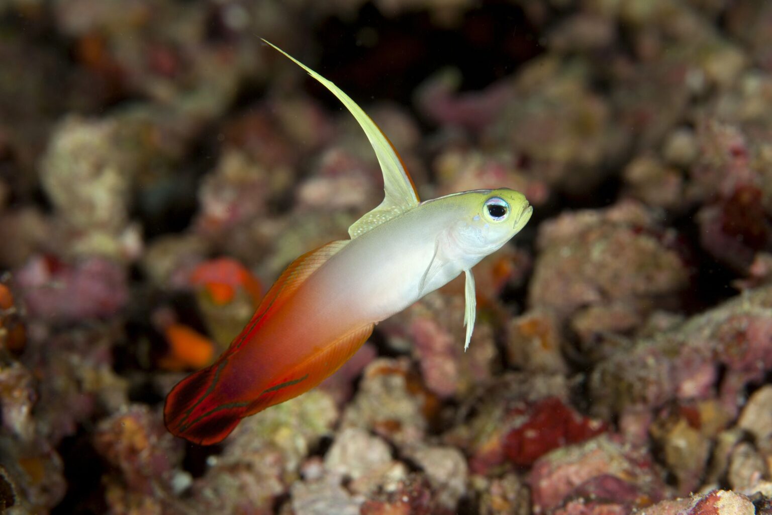 Goby de feu (Magnifique poisson flèche)