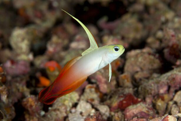 Goby de feu (Magnifique poisson flèche)