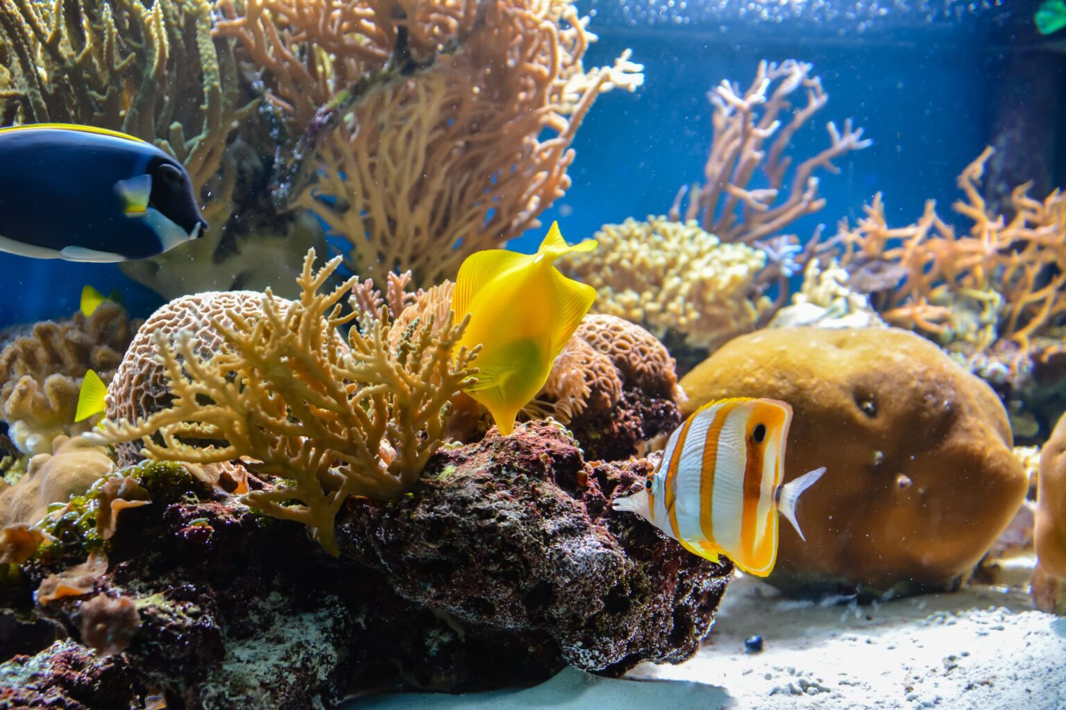 Comment contrôler et prévenir les algues dans votre aquarium