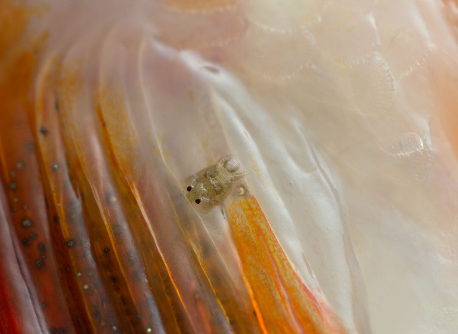 Les poux chez les poissons d’eau douce