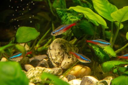 Quelles espèces de poissons d’eau douce sont les meilleures pour les aquariums chauffés ?