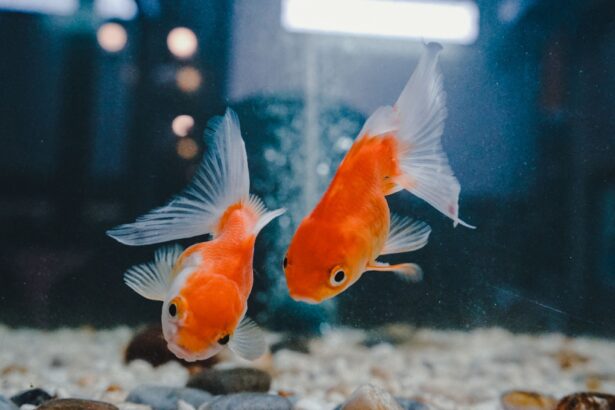 Quelle taille est idéale pour un aquarium à poissons rouges ?