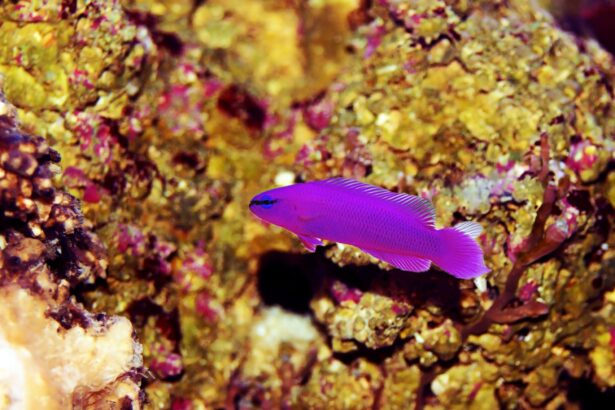 Dottyback : Profil de l’espèce de poisson