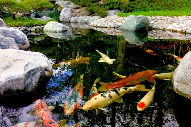 Comment construire un bassin de koi : un guide complet