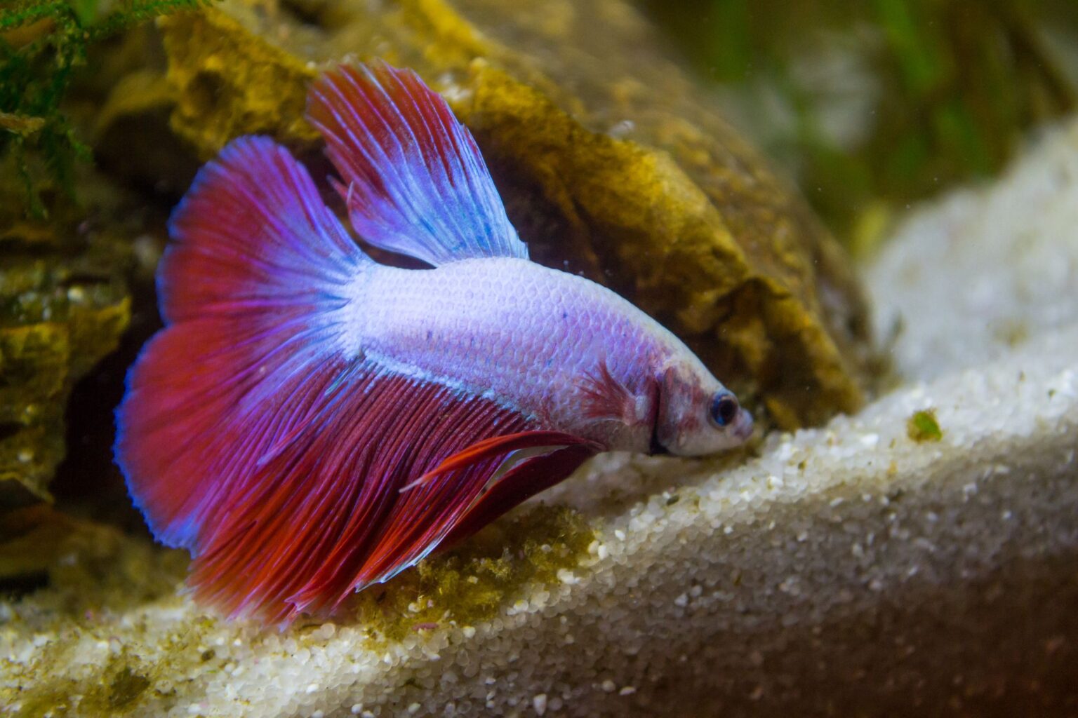 Quelle quantité de nourriture donner à votre poisson Betta ?