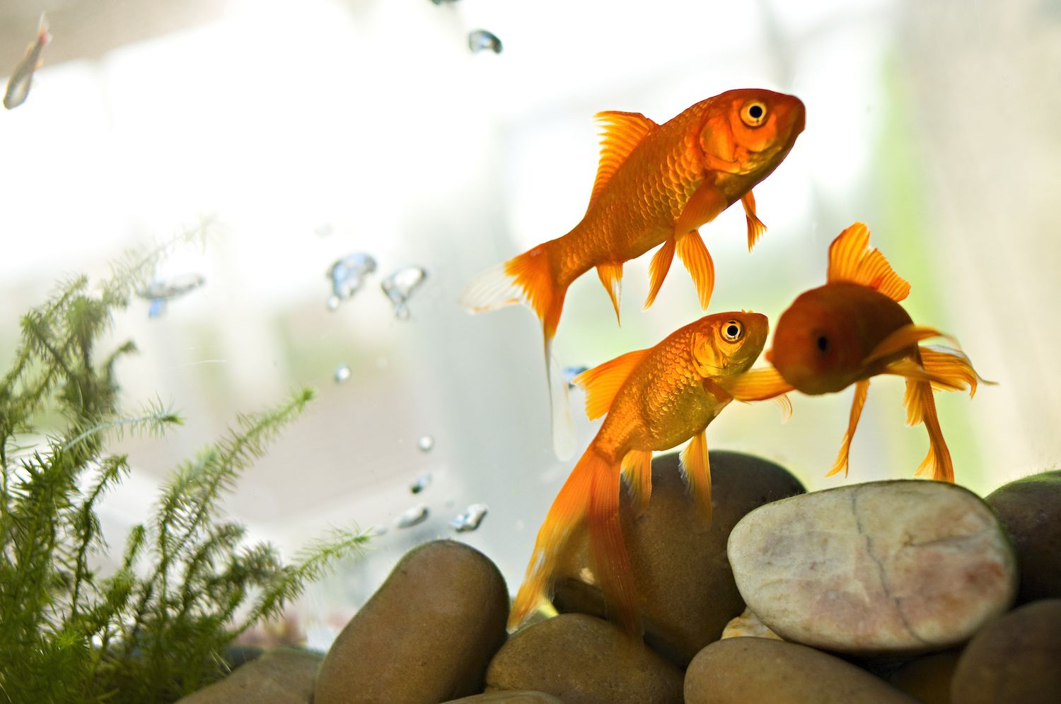 Maladie de la vessie natatoire et traitement chez les poissons d’aquarium