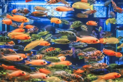 Tuberculose chez les poissons d’aquarium